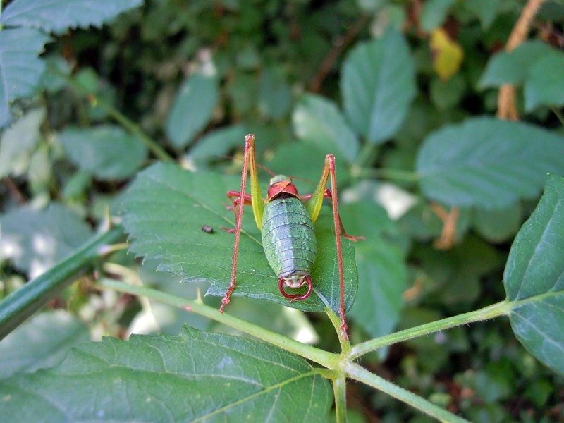 Barbitistes serricauda, maschio  (Phaneropteridae)